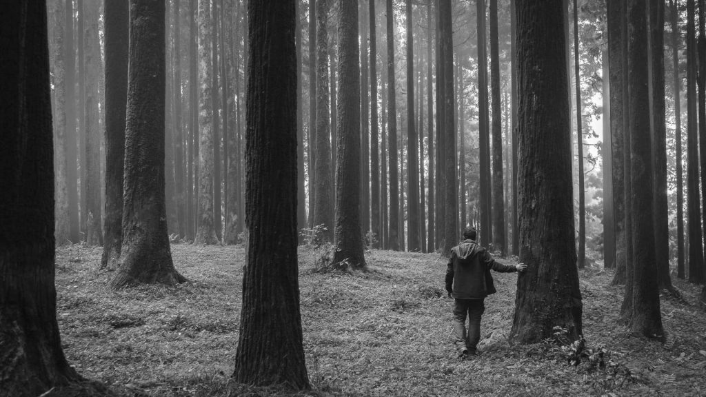 walk in the woods, a man in forest